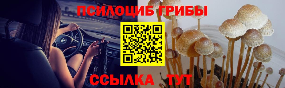 Псилоцибиновые грибы прущие грибы  Качканар 